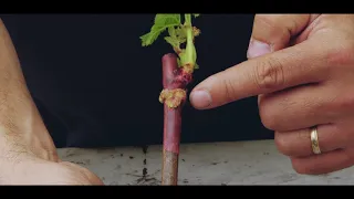 La plantation de la vigne