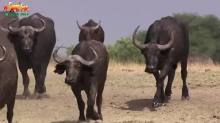Лев против буйвола  Кровная вражда FULL HD   Документальный фильм 2018 на Amazing Animals TV