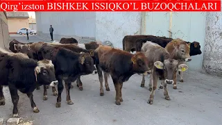 Qirg’izston Bishkek ISSIQKO’L buzoqchalari KELDI shoshling arzon narxlarda