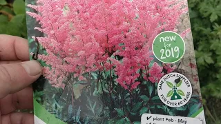 HOW TO GROW ASTILBE PART 2