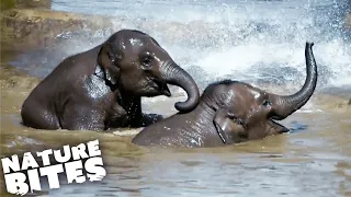 Newborn Elephant Struggles to Fit In | Nature Bites