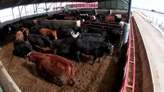 Sorting and loading fat cattle out of our new monoslope barns