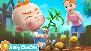 One Potato, Two Potatoes | Counting Song | Baby ChaCha Nursery Rhymes & Kids Songs