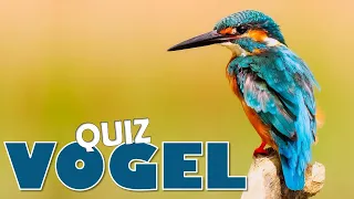 🏦 Kannst du alle 15 Fragen über Vögel beantworten? | Tier Quiz 🏬