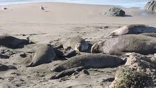 A family of elephant seal with sleeping step father.