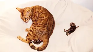 Pregnant Bengal Cat Gives Birth to 2 Kittens for the First Time!!!