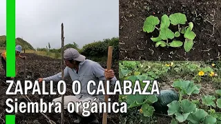 CÓMO SEMBRAR ZAPALLO O CALABAZA VERDE | CULTIVO ORGÁNICO