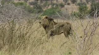 A close encounter between lions and a herd of buffalo in the Kruger National Park, South Africa