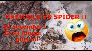 PHEIDOLES PALLIDULA . LA GROSSE ARAIGNEE DANS L ADC. PHEIDOLES VS SPIDER .+Timelaps .Medoc72