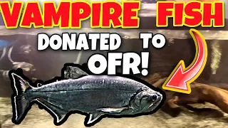 VAMPIRE FISH gets donated to Ohio Fish Rescue !