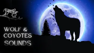 Wolf and Coyote Howling Sound Effects | Horror Sound Effects #howling #wolf #coyote