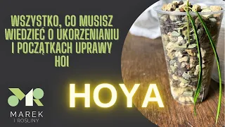 Hojowy poradnik: ukorzenianie i początki uprawy hoi. Wszystko, co musisz wiedzieć