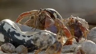 Hermit Crab House Shopping