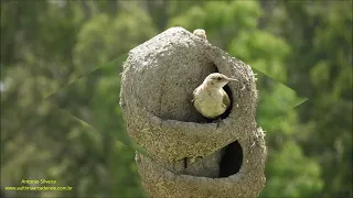 Rufous Hornero on nest (Furnarius rufus) by Antonio Silveira.