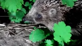 Ежики живут у нас в саду. Первая встреча в этом году.