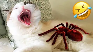 New Funny Animals 2024 🐈🐕 #Funniest Cutest Cats and Dogs🐱😻🐶 Part 79