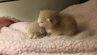 ASMR Fall Asleep with Baby Kittens Crawling, Sleeping, Soft Meowing