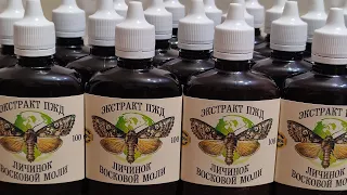 Настойка Восковой моли - Полезные Продукты Пчеловодства! || Tincture of wax moth.