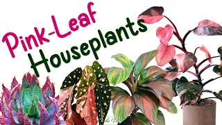 PINK LEAF HOUSEPLANTS | HERB STORIES