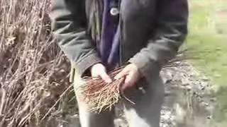 Gathering Basket Making Materials 2