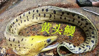 阿平到新的海域赶海，抓获俩只大龙虾，又抓了紫金色的石头蟹#fishing #fish #seafood