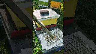 Keeping Your Hives Cool In The Summer Heat!