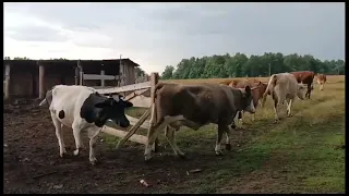 ПРОДАЖА НЕДОРОГО 🚜ФЕРМЕРСКОЕ СО СБЫТОМ ХОЗЯЙСТВО ОКУПАЕМОСТЬ ЗА 1 ГОД🌿🌿🌿🐂🐂🐂