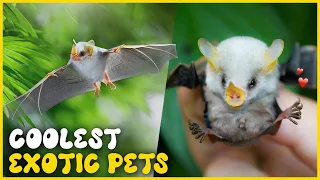 THE COOLEST EXOTIC ANIMALS YOU CAN OWN AS PETS