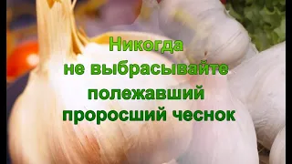 Никогда не выбрасывайте полежавший проросший чеснок