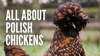 Polish Chickens: Everything You Need to Know