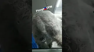 MALTESE DOG / Proper Grooming / Pinoy🇵🇭OFW