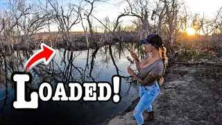 Fishing A FLOODED TIMBER Patch FULL OF TASTY FISH!!! (Non-Stop!!)