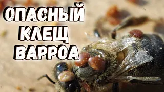 Опасный клещ Варроа