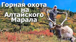 Горная охота на Алтайского Марала, в горах Восточного Казахстана.  Hunting Altai maral.