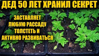 Я обалдел! 1 Ложка заставляет любую рассаду толстеть и активно развиваться! Рассада коренастая!!!