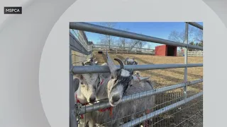 17 rescued goats in Massachusetts seek new homes