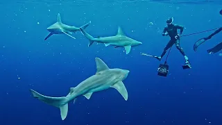 JUPITER SHARK DIVING