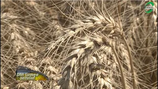 Ce soiuri de grâu recomandă specialiștii INCDA Fundulea
