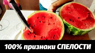 КАК  выбрать АРБУЗ СПЕЛЫЙ и СЛАДКИЙ! 100% признаки СПЕЛОСТИ!