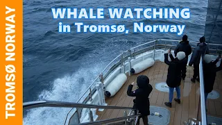 INCREDIBLE ARCTIC WHALE Watching in Tromsø, Norway - Orca & Humpback Whale Tours with Brim Explorer