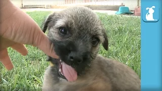 The ABSOLUTE CUTEST Border Terrier Puppy Wiggles And Nibbles! - Puppy Love