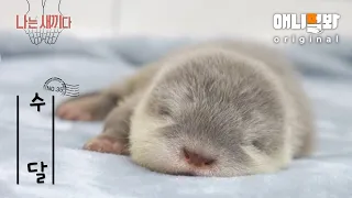 I’m a 31-Day-Old Baby Otter [SBS Animal I’M THE BABY 35th Edition]