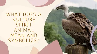 What Does A Vulture Spirit Animal Mean And Symbolize?