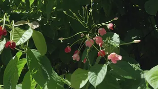 Plantas de Octubre 2021