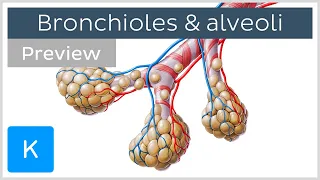 Bronchioles and alveoli: Structure and functions (preview) - Human Anatomy | Kenhub