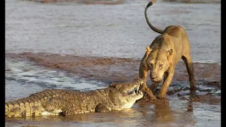 LION VS CROCODILE Great Battle. Most Amazing Moments Wild Animal Fight