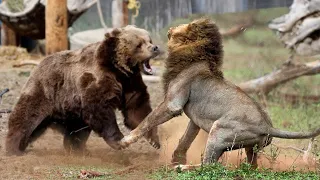 Bear versus Leo, Tiger, Wolves, Cougars, Walrus, Cows and Pigs. The bear is in BUSINESS!