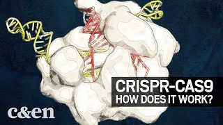 The 2020 Nobel Prize in Chemistry: How CRISPR-Cas9 works