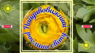 🌸НАЙДИВОВИЖНІШІ РОСЛИНИ СВІТУ🌷