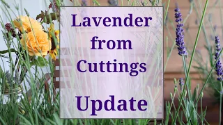 Lavender from Cuttings Update